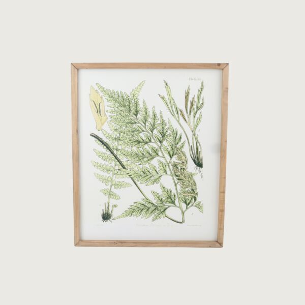 لوحة نباتات ببرواز خشبي مونكلر