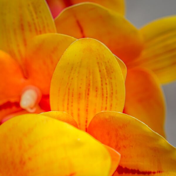 زهر صناعي لوسيا - أصفر - 12 قطعة