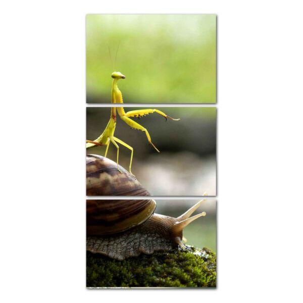 لوحة فنية بتصميم الطبيعة ثلاث قطع- حلزون وفرس النبي