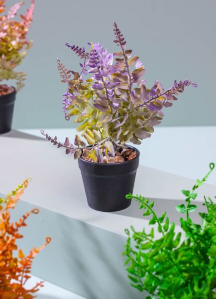 أشجار براسيكا - لون أرجواني