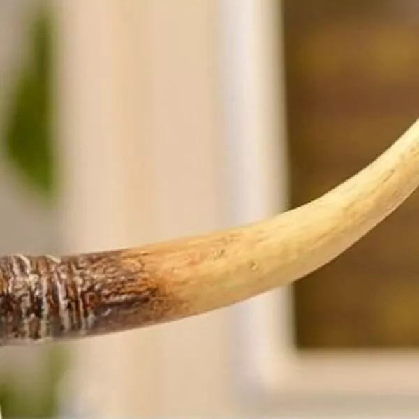 ديكور راس ثور مصنوع من مادة الاكريلك