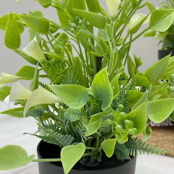 مركن ورد اريس - اخضر واسود