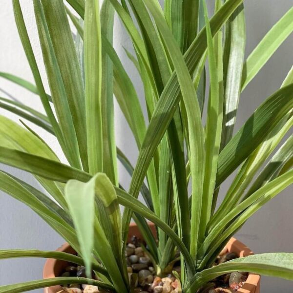 مركن زرع صناعي فخار توتاي