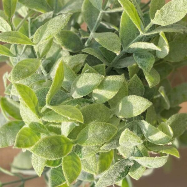 مركن زرع صناعي فخار بوركا