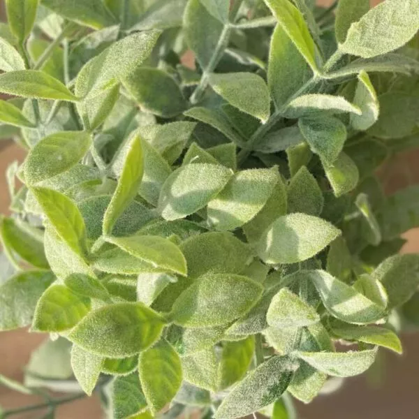 مركن زرع صناعي فخار بوركا