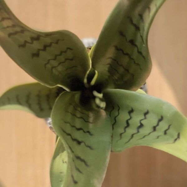 مركن زرع صناعي فخار - 43 سم