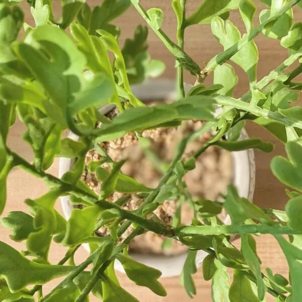 مركن زرع صناعي فخار ماريسل