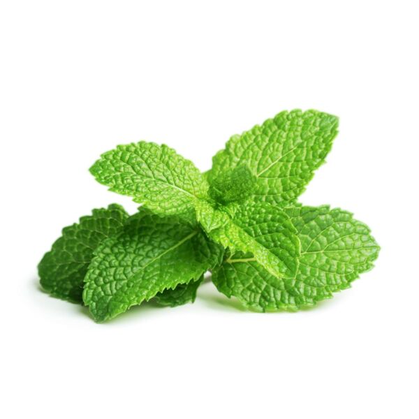 بذور النعناع كليك اند قرو