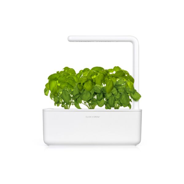 بذور الريحان كليك اند قرو