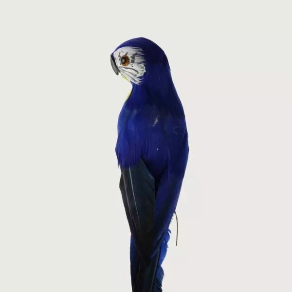 مجسم ببغاء - ازرق