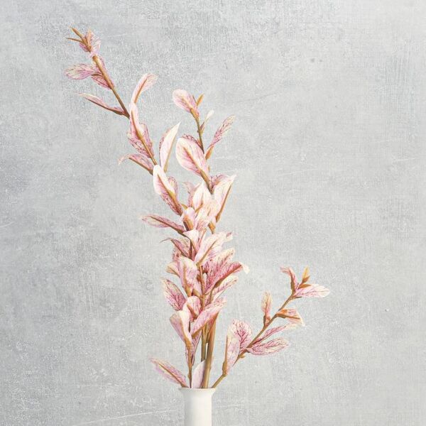 فرع نبتة نمول برازيلي