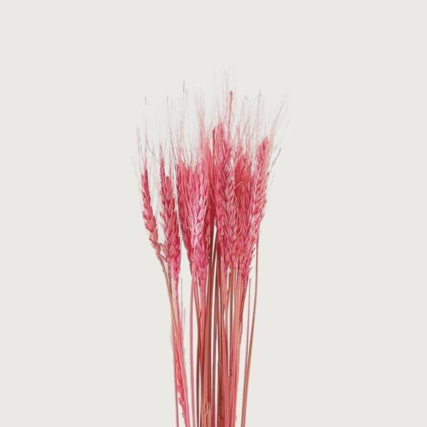 فرع سنابل قمح - وردي - 12 قطعة