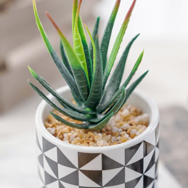 نبات صناعي دوفيا - اخضر ومتعدد الألوان - 12 قطعة