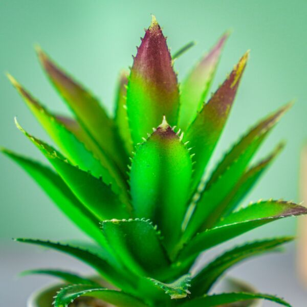 نبات صناعي ديلزك - متعدد الألوان - 12 قطعة