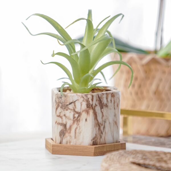 نبات صناعي ياكا - اخضر ومتعدد الألوان - 12 قطعة