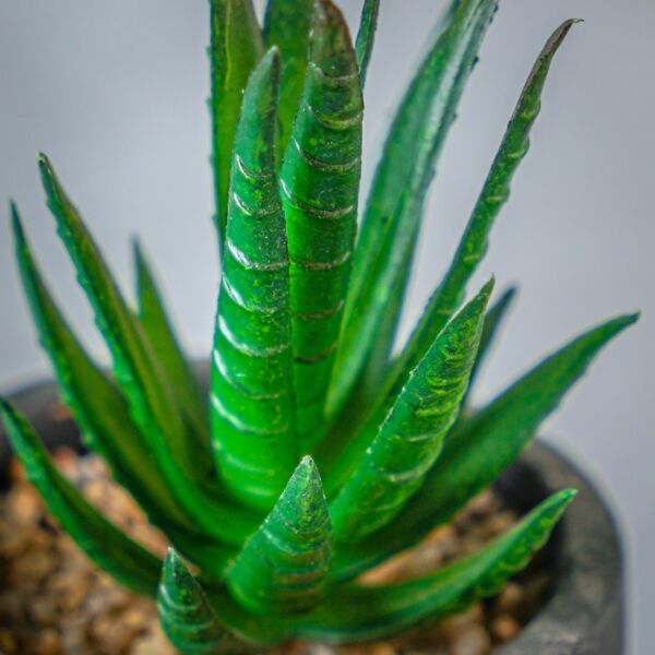 نبات صناعي كاكتوس - أسود وذهبي وأخضر - 12 قطعة