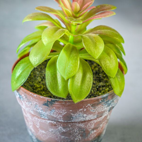 نبات صناعي ماركو - متعدد الالوان - 12 قطعة