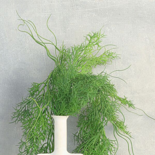 نبتة البصل المتسلق - 12 قطعة