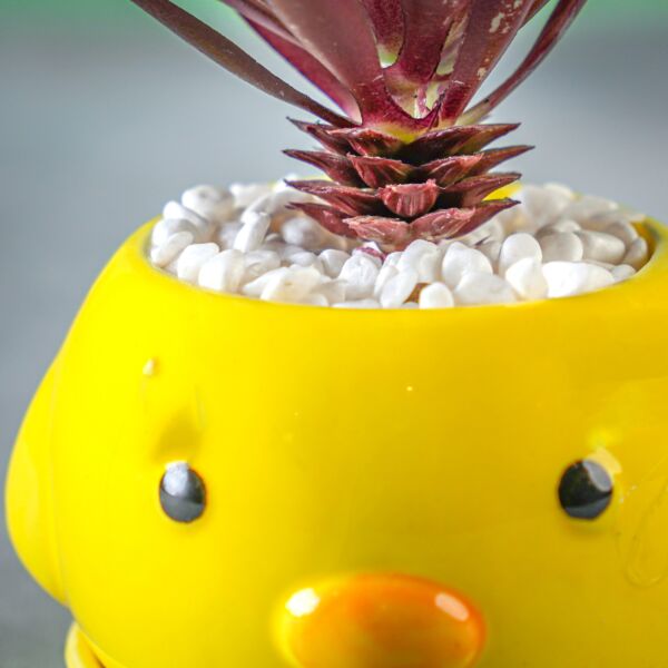 نبات صناعي تالا - أصفر وعنابي - 12 قطعة