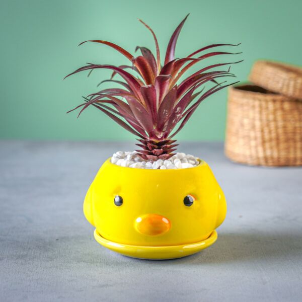 نبات صناعي تالا - أصفر وعنابي - 12 قطعة