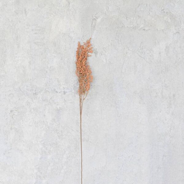 فرع نبتة شيح مكنسي - بني محمر - 12 قطعة