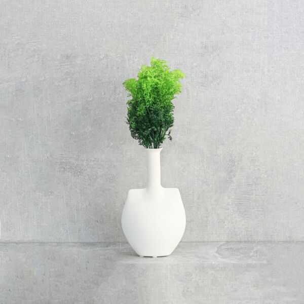 فرع نبتة صبار أم اللبن - 12 قطعة