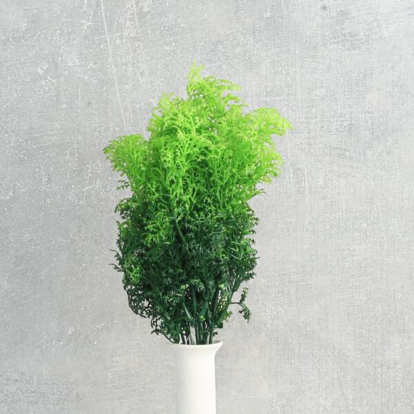 فرع نبتة صبار أم اللبن - 12 قطعة