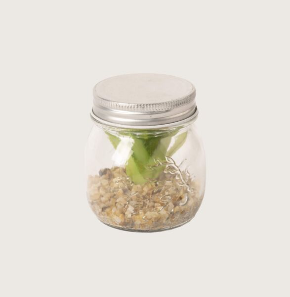 نبتة صناعي بعلبة زجاج - 12 قطعة