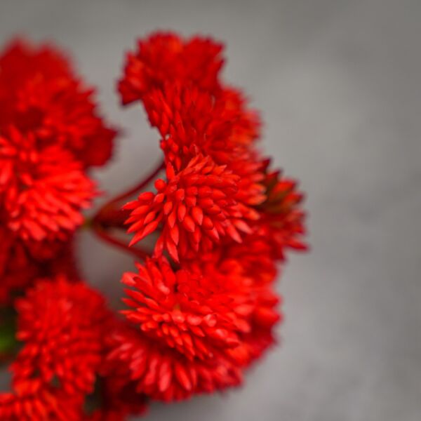 ورد صناعي هافتاين - احمر واخضر - 12 قطعة