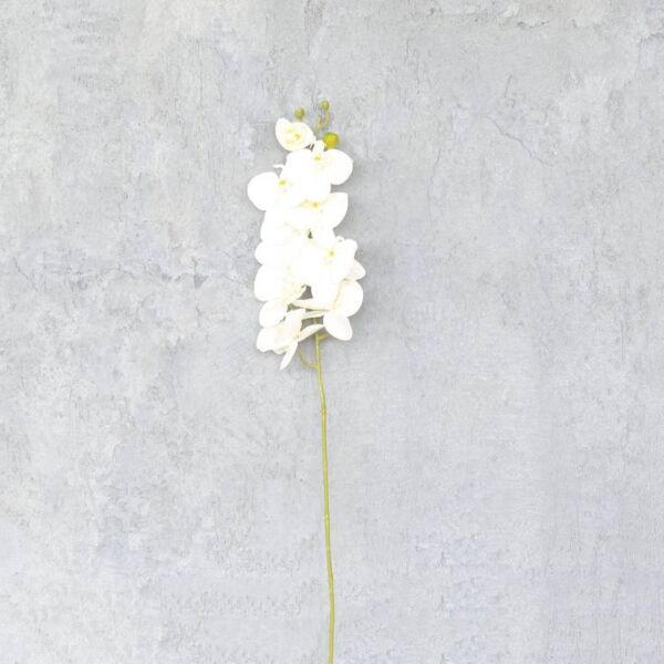 فرع زهرة اوركيد - سكري - 12 قطعة