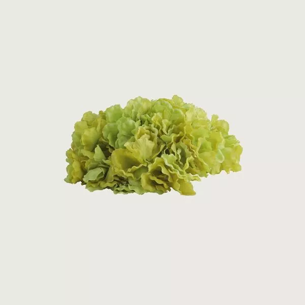 زهرة هيدرنجا صناعية - اخضر
