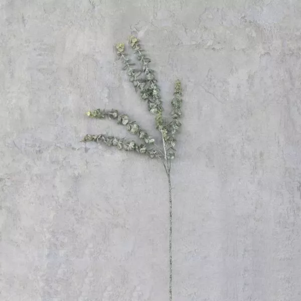 فرع شجرة أرجيل التفاح