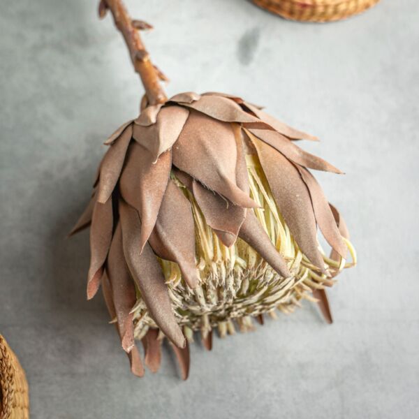 زهر صناعي فلونا - متعدد الألوان - 12 قطعة