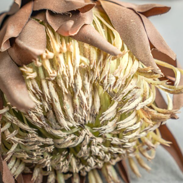 زهر صناعي فلونا - متعدد الألوان - 12 قطعة