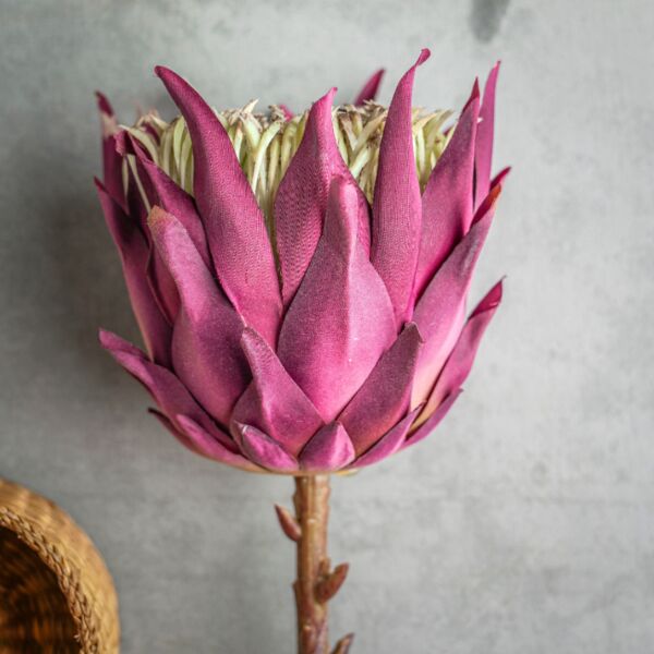 زهر صناعي مانيا - موف - 12 قطعة