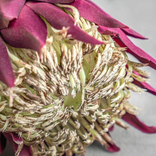 زهر صناعي مانيا - موف - 12 قطعة