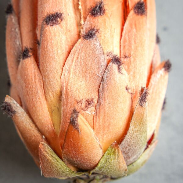 زهر صناعي كيرا - حريري - 12 قطعة