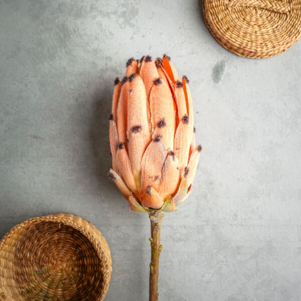 زهر صناعي كيرا - حريري - 12 قطعة