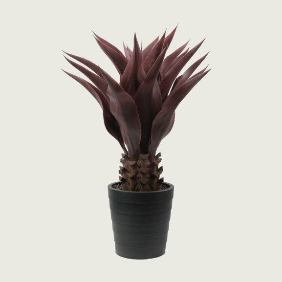 شجر صبار روبي احمر 