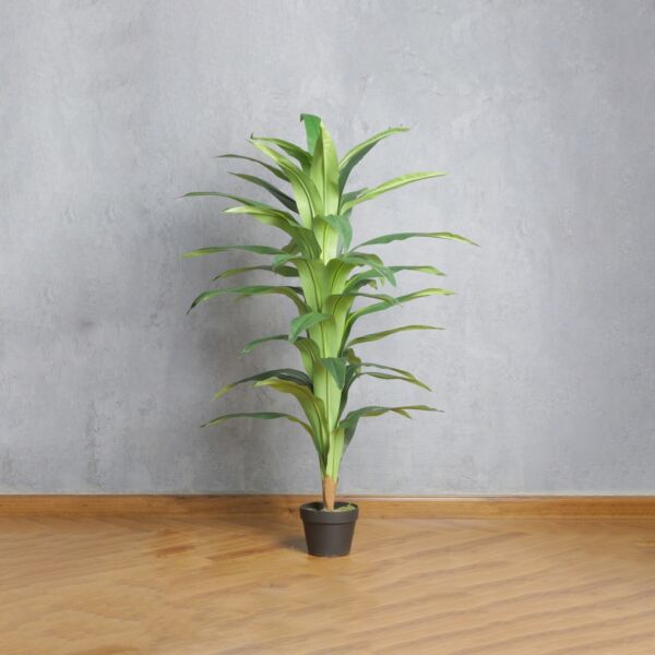 شجرة دراسينا ماري