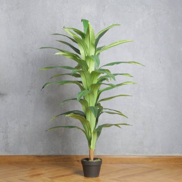 شجرة دراسينا ماري