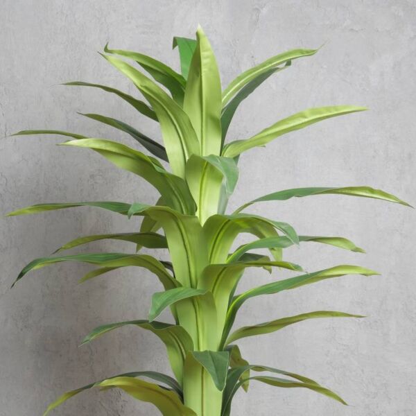 شجرة دراسينا ماري