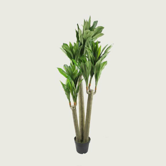 شجر نالين درسينا 