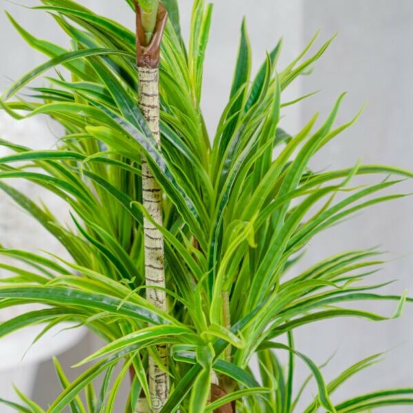 شجرة صناعية ديراسل  -  أخضر ومتعدد الالوان