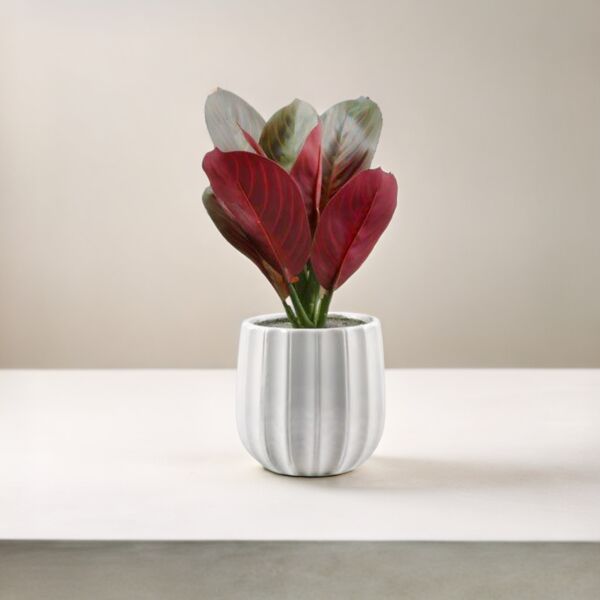 شجرة صناعية كالاثيا ايث بمركن-احمر وابيض     - 12 قطعة