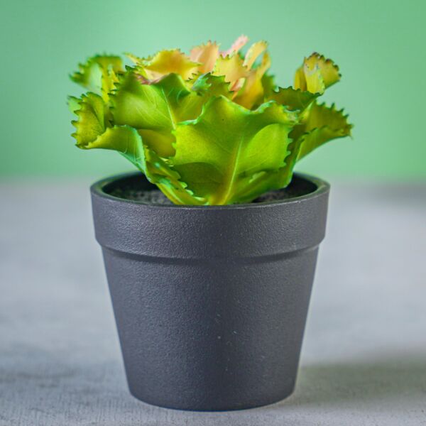 نبات صناعي شامي - متعدد الألوان - 12 قطعة