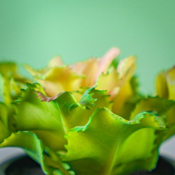 نبات صناعي شامي - متعدد الألوان - 12 قطعة