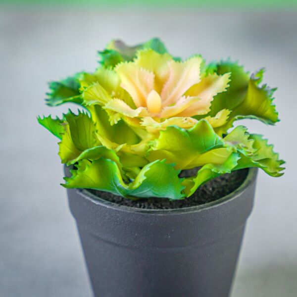 نبات صناعي شامي - متعدد الألوان - 12 قطعة