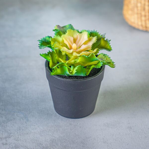 نبات صناعي شامي - متعدد الألوان - 12 قطعة