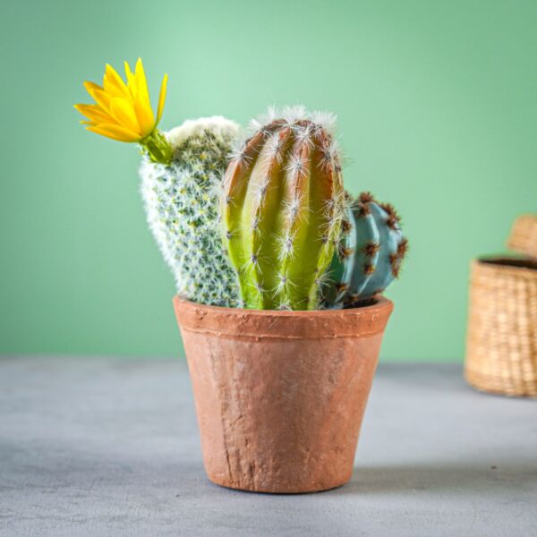 نبات صناعي هولاند - بني ومتعدد الألوان - 12 قطعة